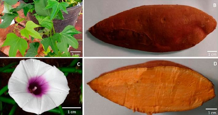 Kit com 50 Ramas de Batata-Doce IAC 134 AL01 – A Biofortificada de Polpa Laranja