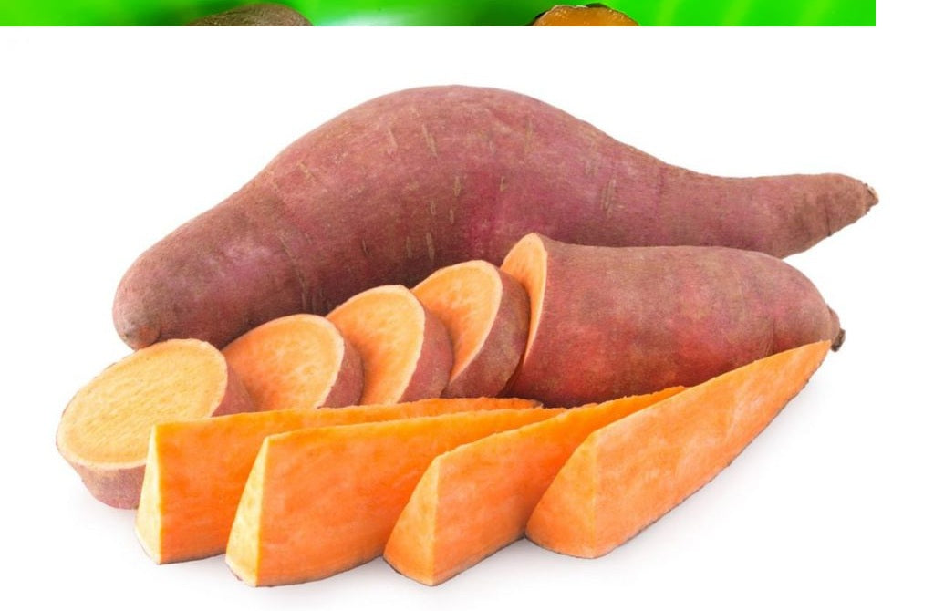 Kit com 50 Ramas de Batata-Doce IAC 134 AL01 – A Biofortificada de Polpa Laranja