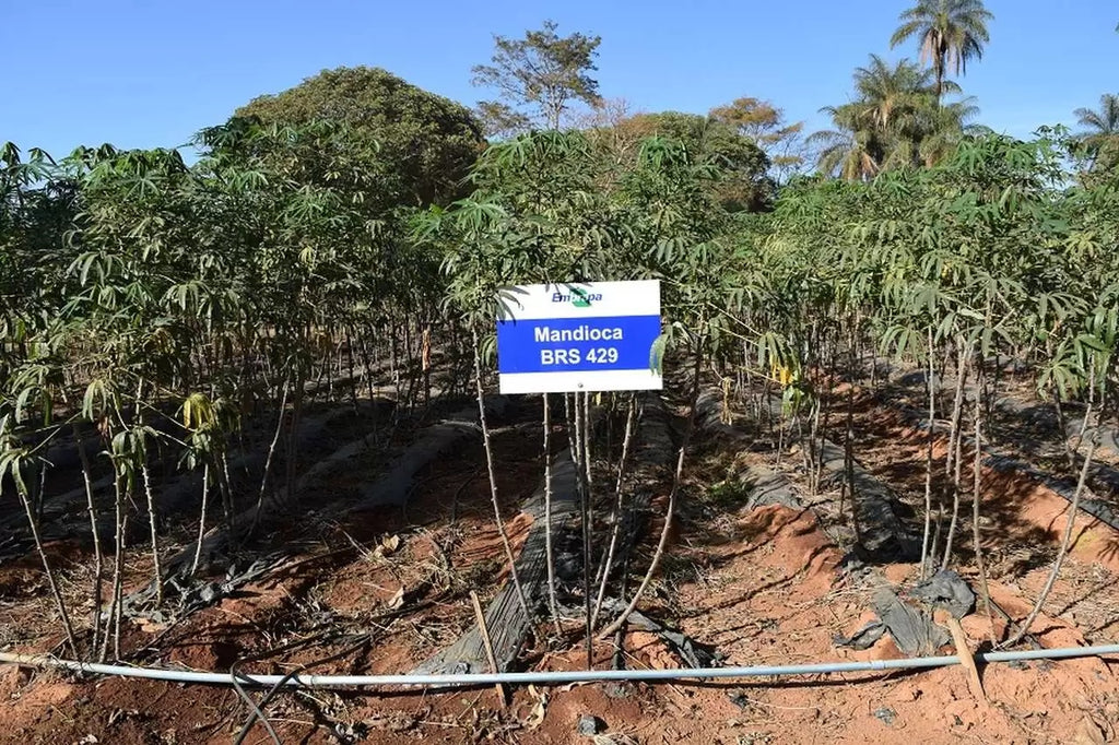 Kit com 25 Manivas de Mandioca BRS 429 – A Amarelinha da Embrapa