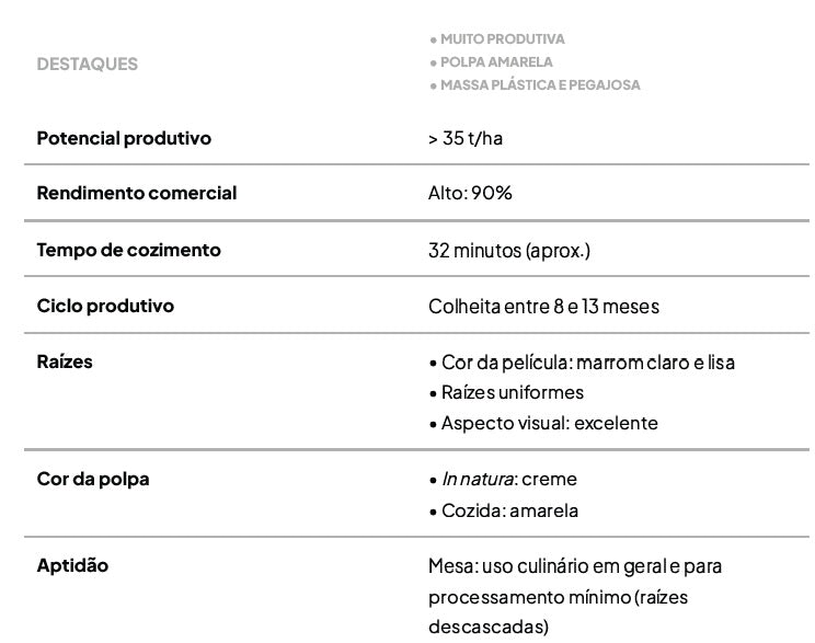 Kit com 25 Manivas de Mandioca de Mesa IAC 28 Bruta – Produtividade e Textura Premium