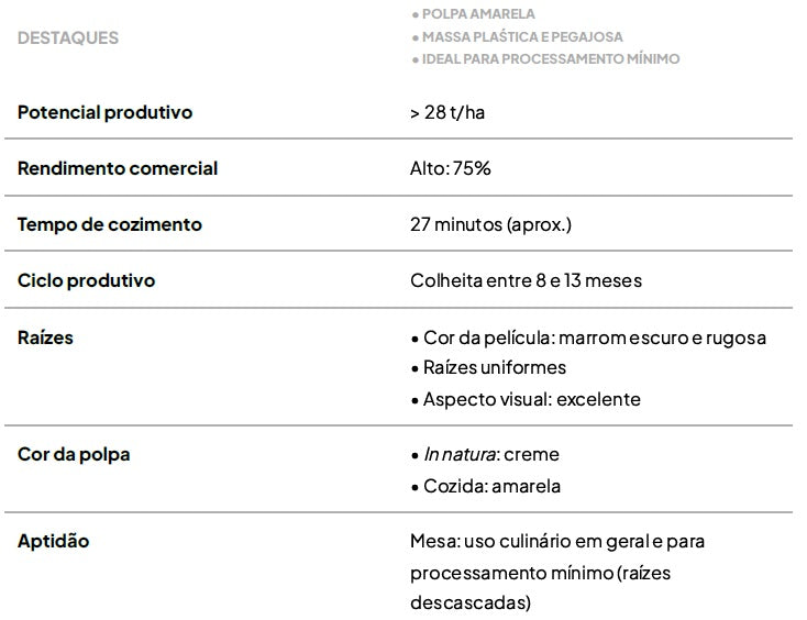 Kit com 25 Manivas de Mandioca de Mesa IAC 576-70 – A Famosa "Amarelinha"