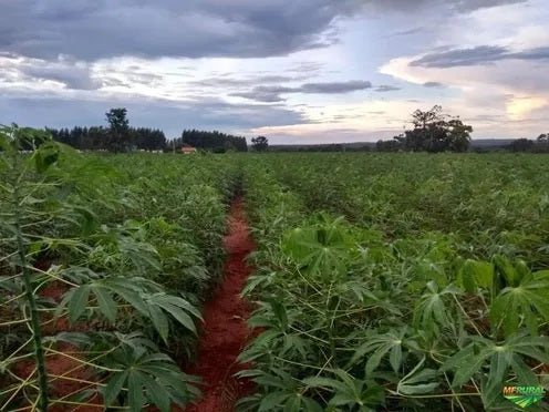 Kit com 25 Manivas de Mandioca de Mesa IAC 576-70 – A Famosa "Amarelinha"