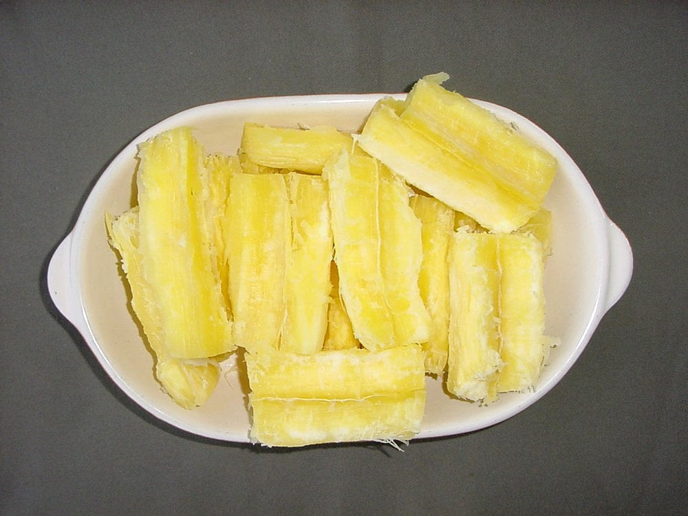 Kit com 25 Manivas de Mandioca de Mesa IAC 576-70 – A Famosa "Amarelinha"