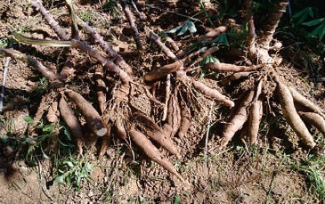 Kit com 25 Manivas de Mandioca IAC 601 Vitaminada – A "Cenoura" das Mandiocas