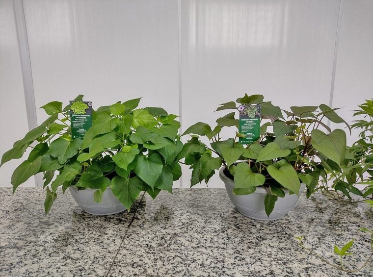 Kit com 50 Ramas de Batata-Doce IAC Ametista – A Roxa Gourmet Rica em Antioxidantes