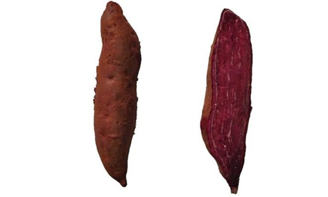 Kit com 50 Ramas de Batata-Doce IAC Ametista – A Roxa Gourmet Rica em Antioxidantes