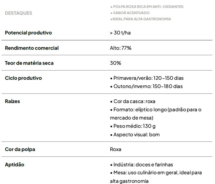 Kit com 50 Ramas de Batata-Doce IAC Ametista – A Roxa Gourmet Rica em Antioxidantes