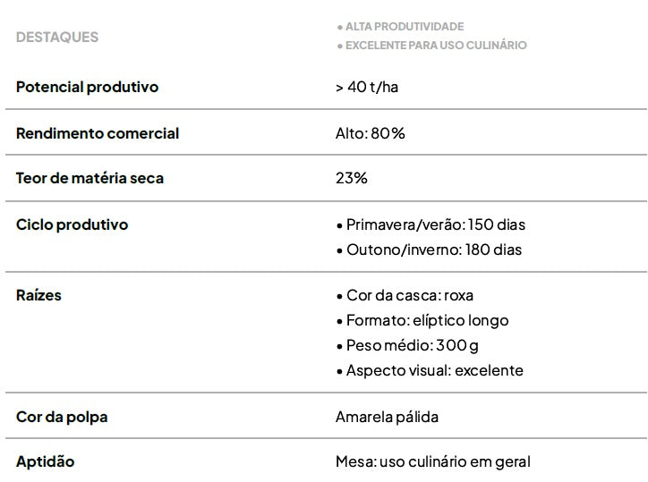 kit com 50 Ramas de Batata-Doce IAC Clara – Produtividade e Padrão de Mercado