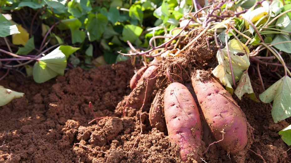 kit com 50 Ramas de Batata-Doce IAC Clara – Produtividade e Padrão de Mercado