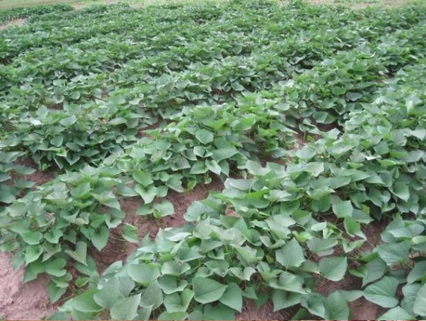 kit com 50 Ramas de Batata-Doce IAC Clara – Produtividade e Padrão de Mercado