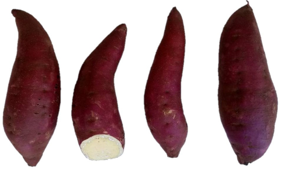 kit com 50 Ramas de Batata-Doce IAC Lavínia – A Rainha do Inverno