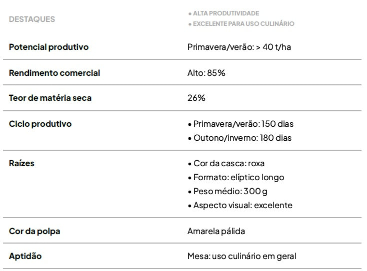 Kit com 50 Ramas de Batata-Doce IAC Prudentina – A Produtividade do Oeste Paulista