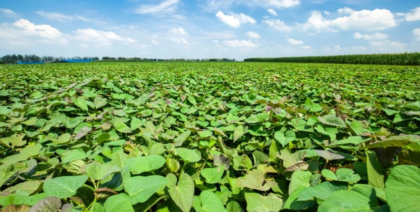 Kit com 50 Ramas de Batata-Doce IAC Prudentina – A Produtividade do Oeste Paulista