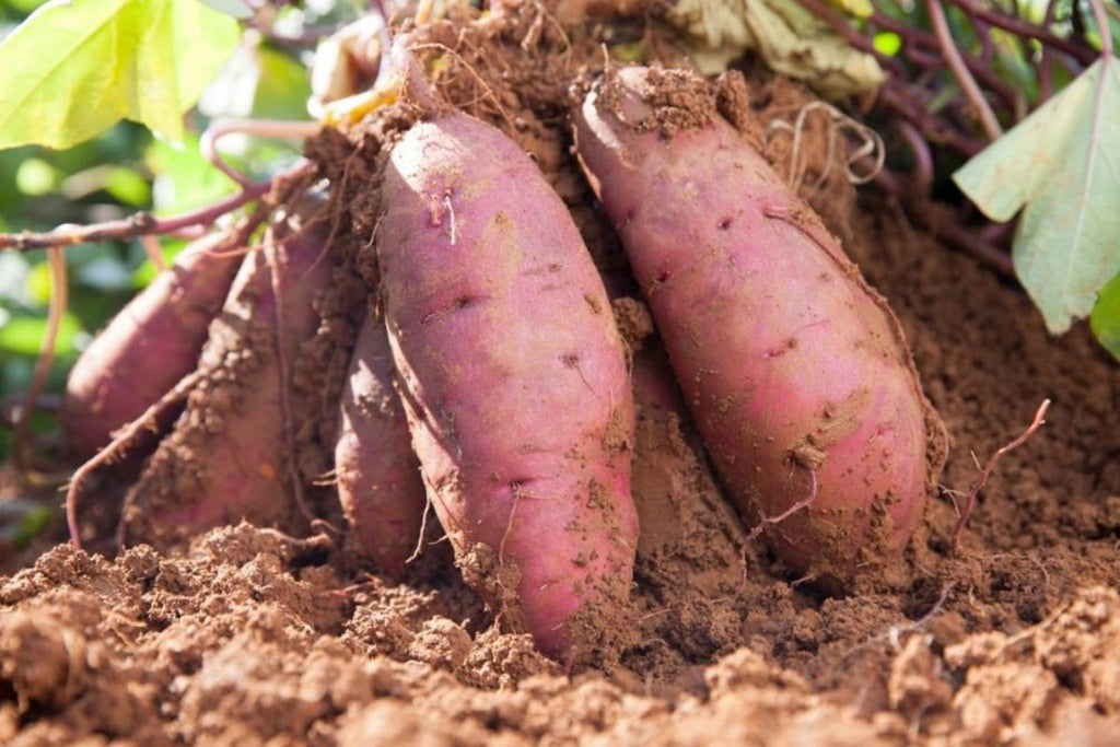 Kit com 50 Ramas de Batata-Doce IAC Prudentina – A Produtividade do Oeste Paulista