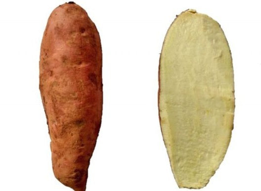 Kit com 50 Ramas de Batata-Doce IAC Santa Elisa – Especialista em Fécula e Farinha