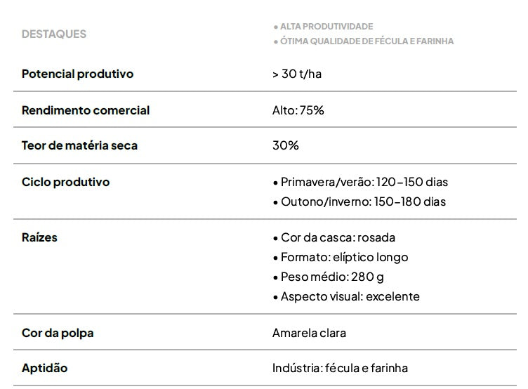 Kit com 50 Ramas de Batata-Doce IAC Santa Elisa – Especialista em Fécula e Farinha